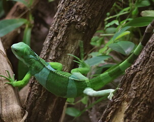 jumping lizard