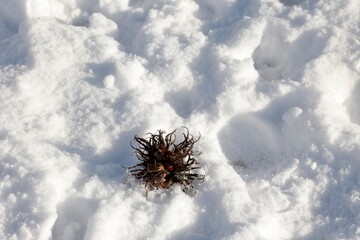 Snow