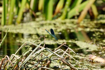 dragonfly 