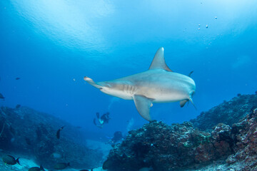 Hammerhead shark, French Polynesia