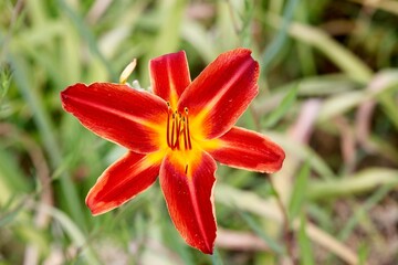 red lily flower