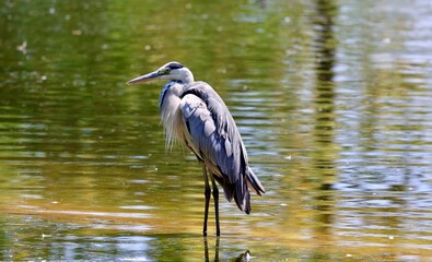 great blue heron