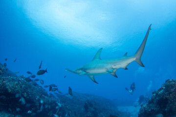 Hammerhead shark, French Polynesia