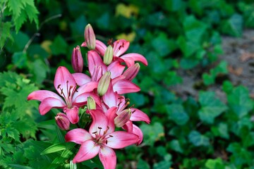 Flowe