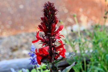 red flowers in the garden