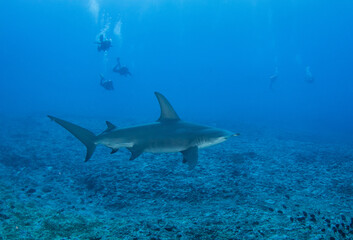 Obraz premium Hammerhead shark, French Polynesia