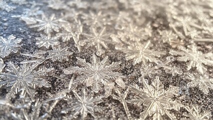 Multiple delicate snowflake formations displaying natural geometric perfection