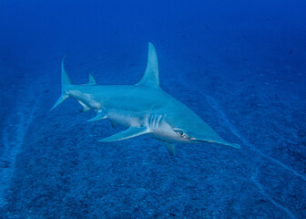 Obraz premium Hammerhead shark, French Polynesia