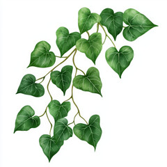 watercolor trailing ivy vine with delicate tendrils and vibrant green leaves creates lush and refreshing atmosphere. This botanical illustration adds touch of nature to any space