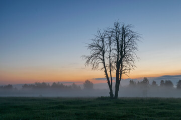 Naklejka premium tree in the fog