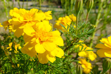 鮮やかなマリーゴールドの花