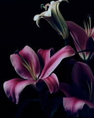 pink lily flower