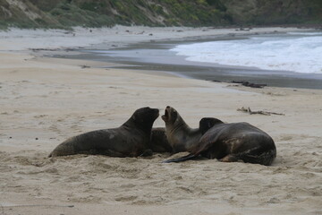 Fototapeta premium Lions de mer Peninsule Otago Dunedin Nouvelle Zélande