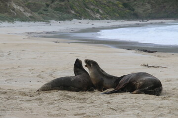 Fototapeta premium Lions de mer Peninsule Otago Dunedin Nouvelle Zélande