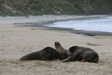 Fototapeta premium Lions de mer Peninsule Otago Dunedin Nouvelle Zélande