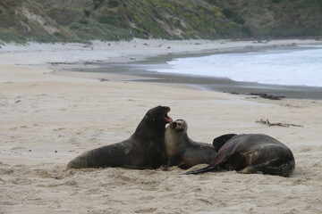 Fototapeta premium Lions de mer Peninsule Otago Dunedin Nouvelle Zélande