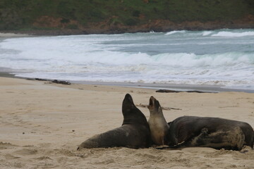 Lions de mer Peninsule Otago Dunedin Nouvelle Zélande