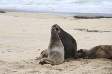 Lions de mer Peninsule Otago Dunedin Nouvelle Zélande