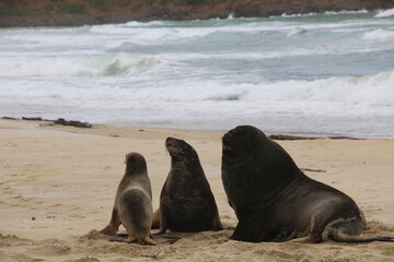 Lions de mer Peninsule Otago Dunedin Nouvelle Zélande