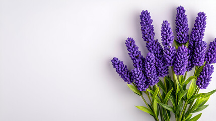 Obraz premium A vibrant bunch of purple lavender flowers against a light background, showcasing their rich texture and color.