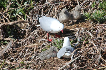 Mouette Scopuline