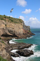 Mouette Scopuline
