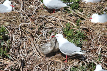 Mouette Scopuline