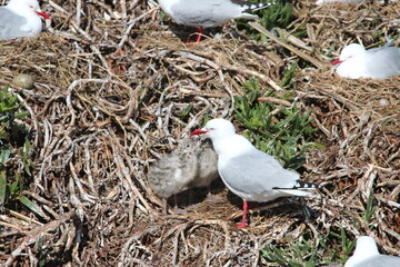 Mouette Scopuline