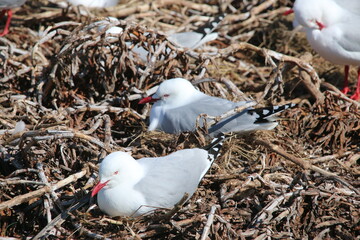 Mouette Scopuline