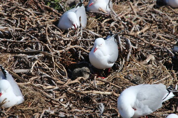 Mouette Scopuline