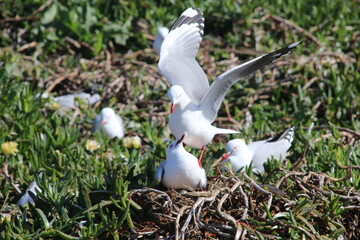 Mouette Scopuline