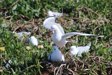 Mouette Scopuline