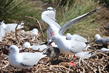 Mouette Scopuline