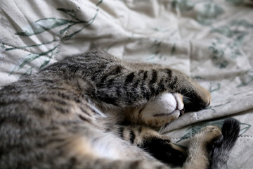 Adorable, young, gray, striped cat sleeping on couch in a funny pose