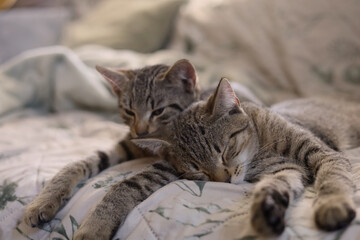 Two adorable, young gray cats resting on the comfortable couch together