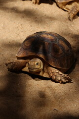 Brown turtle in the zoo
