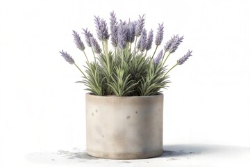 Lavender Plant in Rustic Concrete Pot, Home Decor, Aromatic Herb