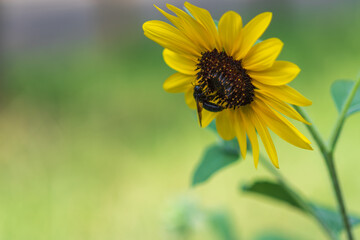ヒマワリと蜂の共演