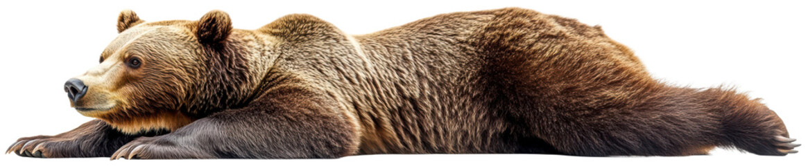 Grizzly bear resting on white background