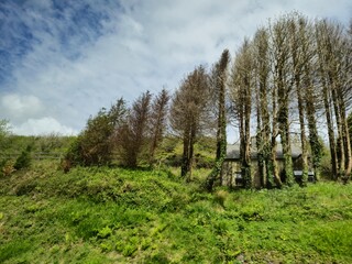 Natural Landscape with Trees and Grass Under Cloudy Sky