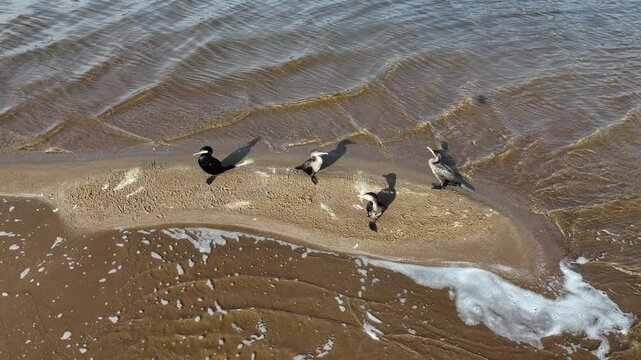 Ptaki, kormorany na wysepce w jeziorze, w zwolnionym tempie.