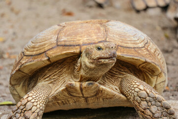 Giant Yellow-Footed Tortoise walking free on land. Big Turtles at the Zoo
