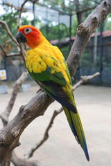 A small orange parrot in the zoo.