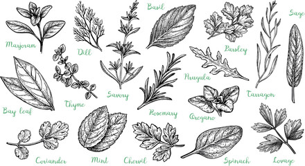 Big set of herbs.