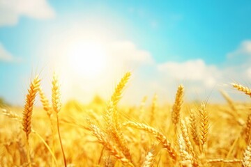 Fototapeta premium Golden Wheat Field Under Sunny Blue Sky - Bountiful Harvest Landscape for Agriculture, Nature, and Rural Life Themes