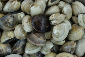 Fresh clams for seafood background