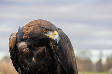 Closeup of Golden Eagle