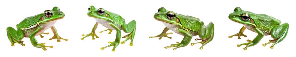 Obraz premium Vibrant green frogs in various poses