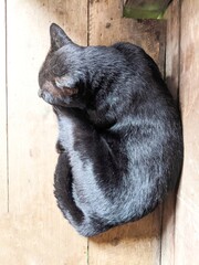 Black cat sleeping in the house relaxing