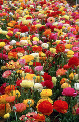 Colorful Ranunculus Field